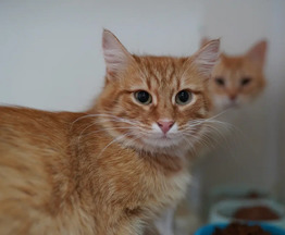 Рыжий красавец котик Оскар ищет семью! - фото 1 к объявлению