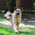 Пума - идеальная собака в добрые руки - фото 1 к объявлению
