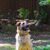 Пума - идеальная собака в добрые руки - фото 2 к объявлению