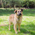 Пума - идеальная собака в добрые руки - фото 3 к объявлению