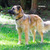 Пума - идеальная собака в добрые руки - фото 5 к объявлению