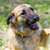 Пума - идеальная собака в добрые руки - фото 6 к объявлению