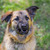 Пума - идеальная собака в добрые руки - фото 7 к объявлению