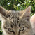 Кошка ищет заботливых хозяев - фото 2 к объявлению
