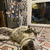 Ищем дом чудесной собаке Бэкки - фото 3 к объявлению