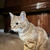 Ласковый Пират - особенный кот с тяжелой судьбой ищет семью! - фото 6 к объявлению