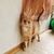 Невероятно ласковый кот Оскар ищет семью! - фото 2 к объявлению