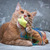 Невероятно ласковый кот Оскар ищет семью! - фото 3 к объявлению