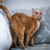 Невероятно ласковый кот Оскар ищет семью! - фото 4 к объявлению