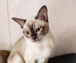 Бурманский котенок - фото 1 к объявлению