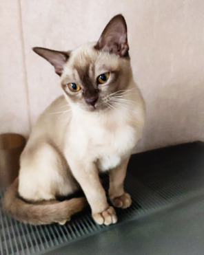 Бурманский котенок - фото 1 к объявлению