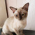 Бурманский котенок - фото 2 к объявлению