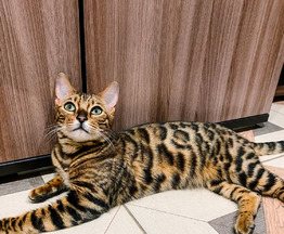 Красивейшая бенгальская кошка Стефания ищет дом и ответственных хозяев - фото 1 к объявлению
