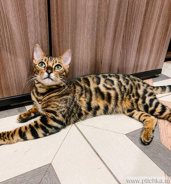 Красивейшая бенгальская кошка Стефания ищет дом и ответственных хозяев - фото 1 к объявлению