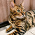Красивейшая бенгальская кошка Стефания ищет дом и ответственных хозяев - фото 2 к объявлению