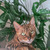 Красивейшая бенгальская кошка Стефания ищет дом и ответственных хозяев - фото 4 к объявлению