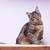 Кошка ищет заботливых хозяев - фото 4 к объявлению