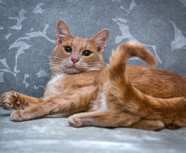 Невероятно ласковый кот Анатолий Борисович ищет семью! - фото 1 к объявлению