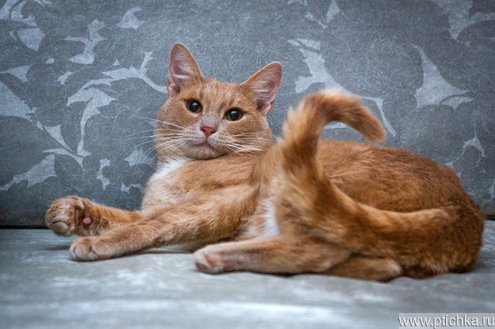 Невероятно ласковый кот Анатолий Борисович ищет семью! - фото 1 к объявлению