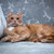 Невероятно ласковый кот Анатолий Борисович ищет семью! - фото 3 к объявлению
