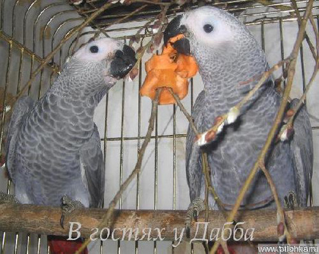 Продам птенцы  выкормыша амазона и птенец жако - фотография  к объявлению
