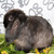 Продается вислоухий карликовый баран MiniLop - фото 2 к объявлению