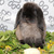 Продается вислоухий карликовый баран MiniLop - фото 4 к объявлению