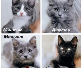Шикарные ласковые котятки (котики и кошечки) в добрые руки - фото 1 к объявлению