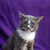 Ласковый кот Гермес ищет семью! - фото 2 к объявлению