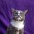 Ласковый кот Гермес ищет семью! - фото 3 к объявлению