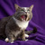 Ласковый кот Гермес ищет семью! - фото 4 к объявлению