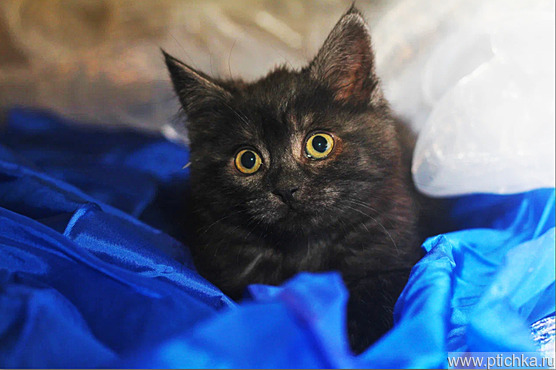 Котенок Сержик 2 месяца от роду в добрые руки - фото 1 к объявлению