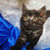 Котенок Сержик 2 месяца от роду в добрые руки - фото 3 к объявлению