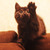 Котенок Сержик 2 месяца от роду в добрые руки - фото 5 к объявлению