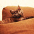 Котенок Сержик 2 месяца от роду в добрые руки - фото 6 к объявлению