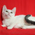 Ласковые котятки в добрые руки - фото 3 к объявлению