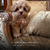   maltipoo -  2  