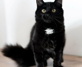 Шикарный, пушистый, чёрный котёнок в добрые руки. - фото 1 к объявлению