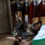 Кошка ищет заботливых хозяев - фото 3 к объявлению