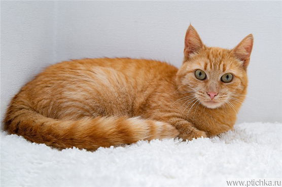 Рыжая кошка Мишаня в добрые руки. - фото 1 к объявлению