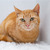 Рыжая кошка Мишаня в добрые руки. - фото 3 к объявлению