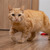Рыжая кошка Мишаня в добрые руки. - фото 4 к объявлению