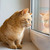 Рыжая кошка Мишаня в добрые руки. - фото 5 к объявлению