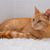Рыжая кошка Мишаня в добрые руки. - фото 7 к объявлению