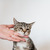 Милый котёнок Тася в добрые руки - фото 5 к объявлению