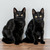 Милые чёрные котята в добрые руки - фото 1 к объявлению