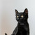 Милые чёрные котята в добрые руки - фото 2 к объявлению