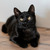 Милые чёрные котята в добрые руки - фото 3 к объявлению