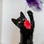 Милые чёрные котята в добрые руки - фото 4 к объявлению