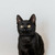 Милые чёрные котята в добрые руки - фото 5 к объявлению
